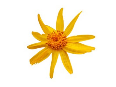 Arnica